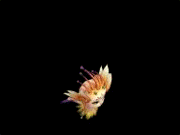 846ecd13495409230006fb969b58d109b1de49ce.gif
